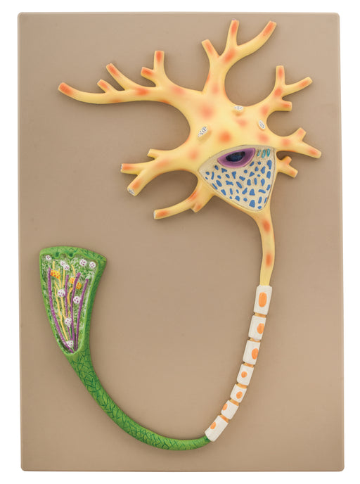 Neuron L.S.
