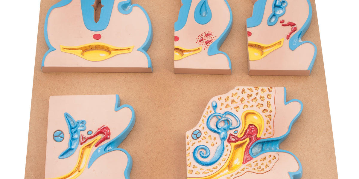 Ear Development Set Of 5 — Eisco Labs