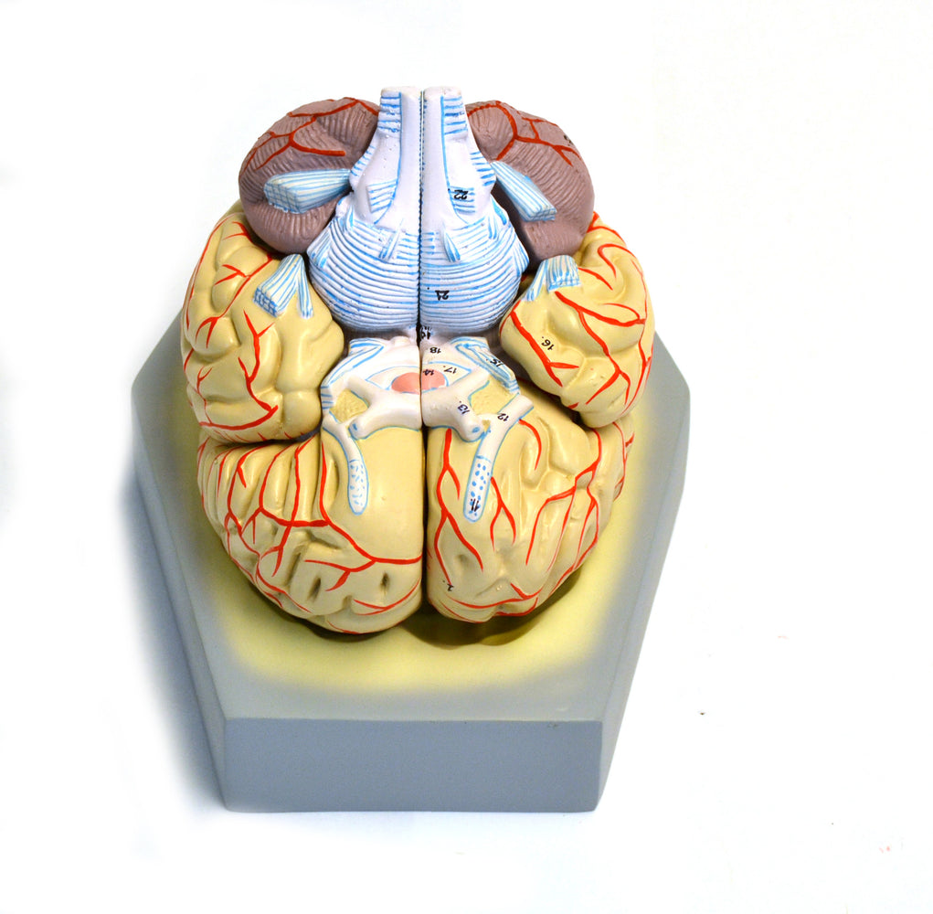 Model, Human Brain, With Arteries, 9 Parts