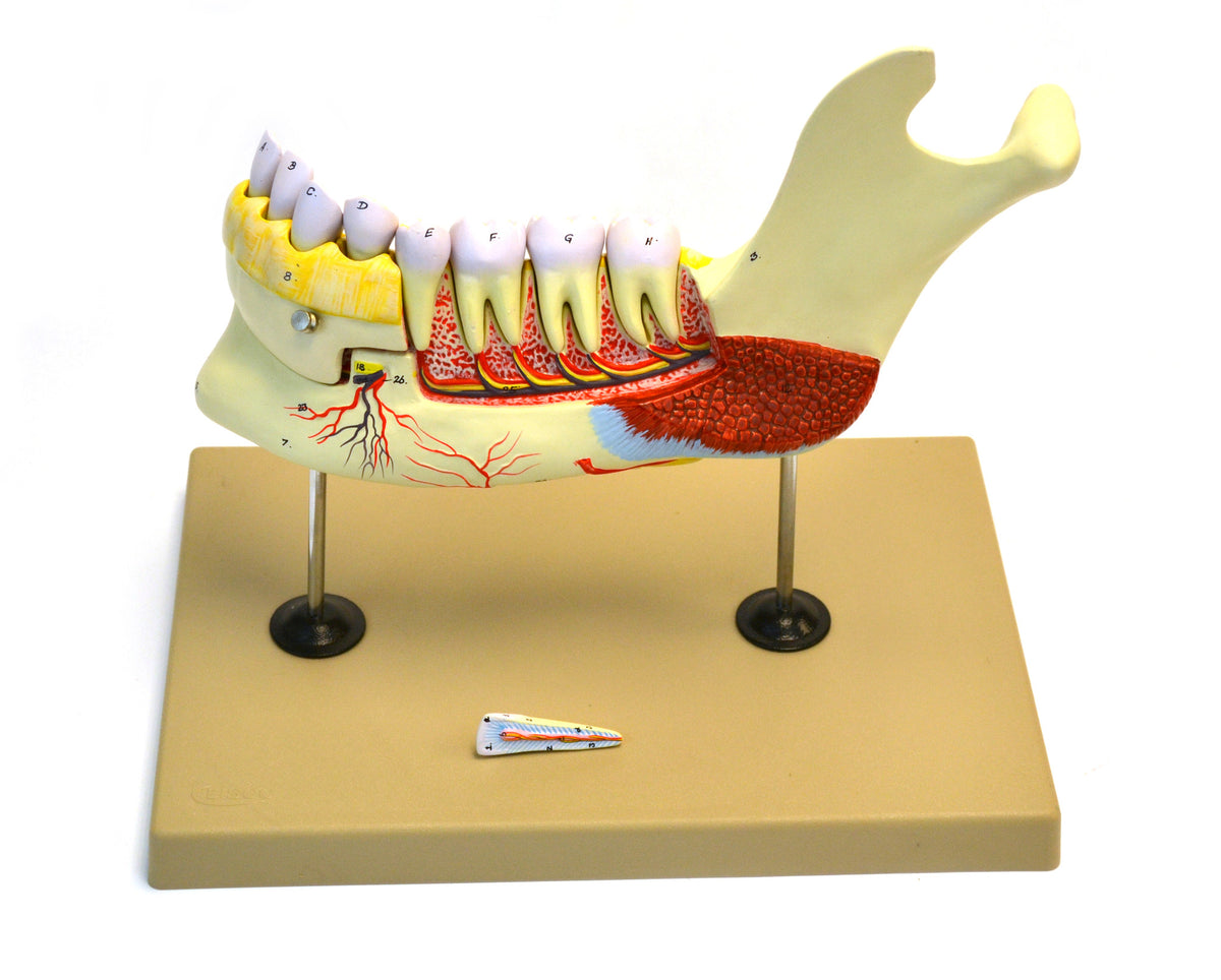 Lower Human Jaw Model - 5 times Life size — Eisco Labs