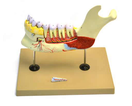 Lower Human Jaw Model - 5 times Life size