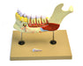 Lower Human Jaw Model - 5 times Life size