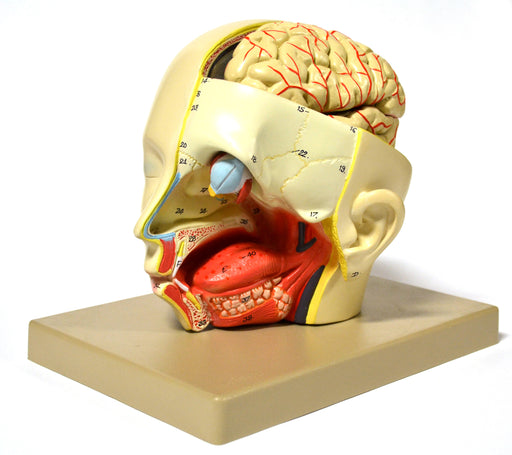 Model, Human, Introductary Head Dissection, removable half brain