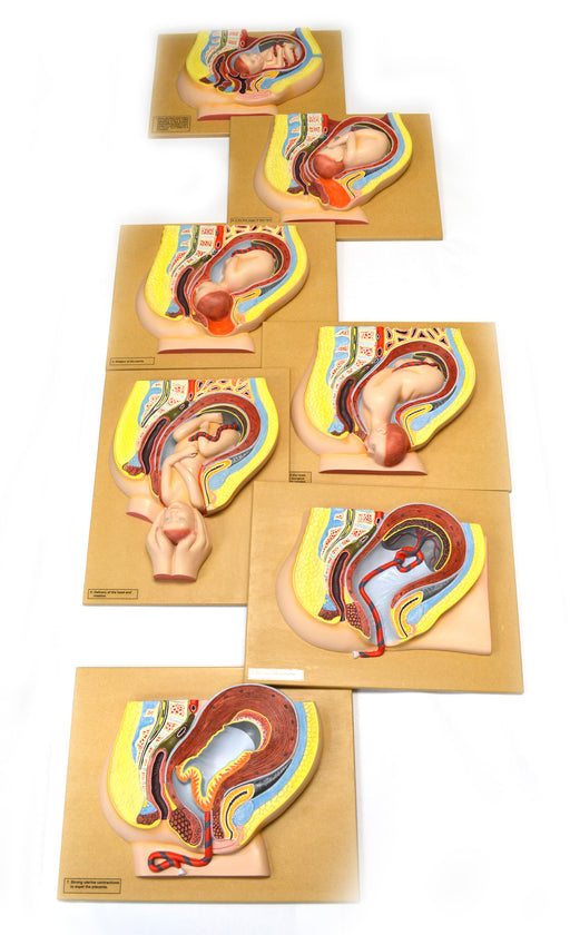 Human Fetal Development stages model ( 7 Stages) 18" x 14"