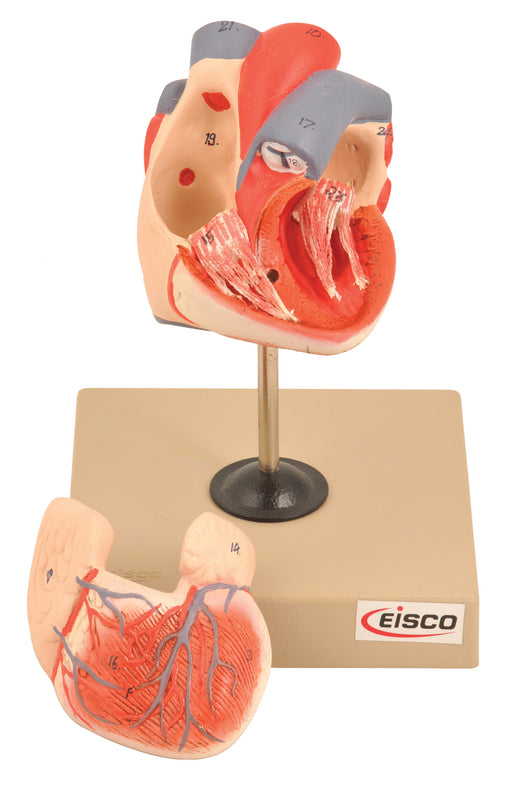 Hand Painted Human Heart Model - Life Size on Base