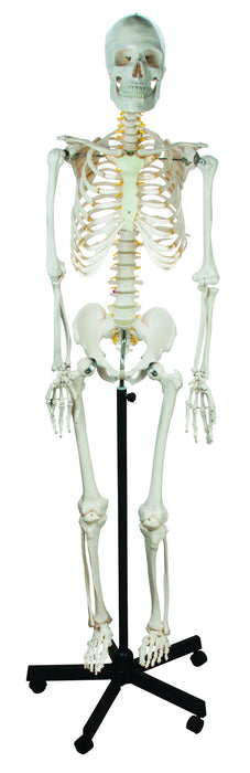 Human Skeleton showing Nerves - 170 cm