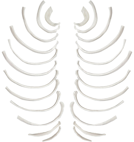 Disarticulated Rib Bones, Full Set of 24, Natural Size, Natural Color