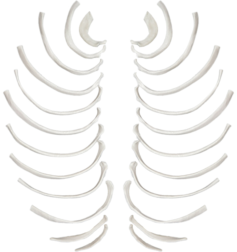 Disarticulated Rib Bones, Full Set of 24, Natural Size, Natural Color