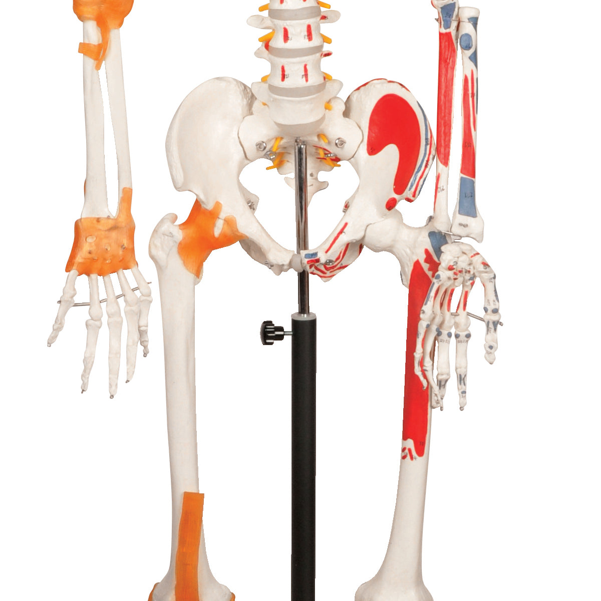 Human Skeleton with Ligament - 170 cm — Eisco Labs