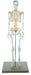Human Skeleton - 85 cm with Nerves