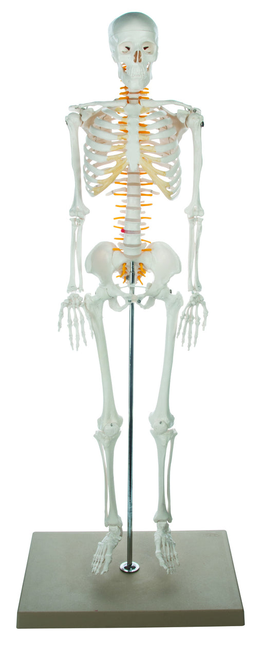 Human Skeleton - 85 cm with Nerves