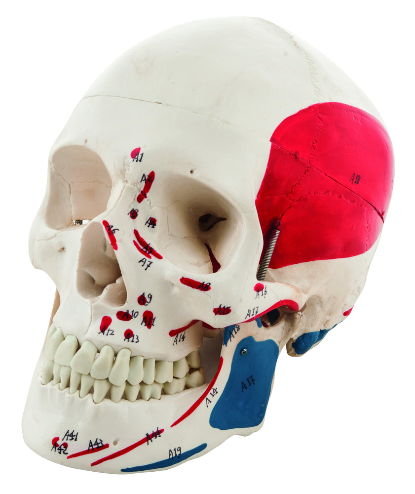 Muscular Numbered Human Skull Anatomical Model, Medical Quality, Life Sized, Muscle Painted, 3 Parts
