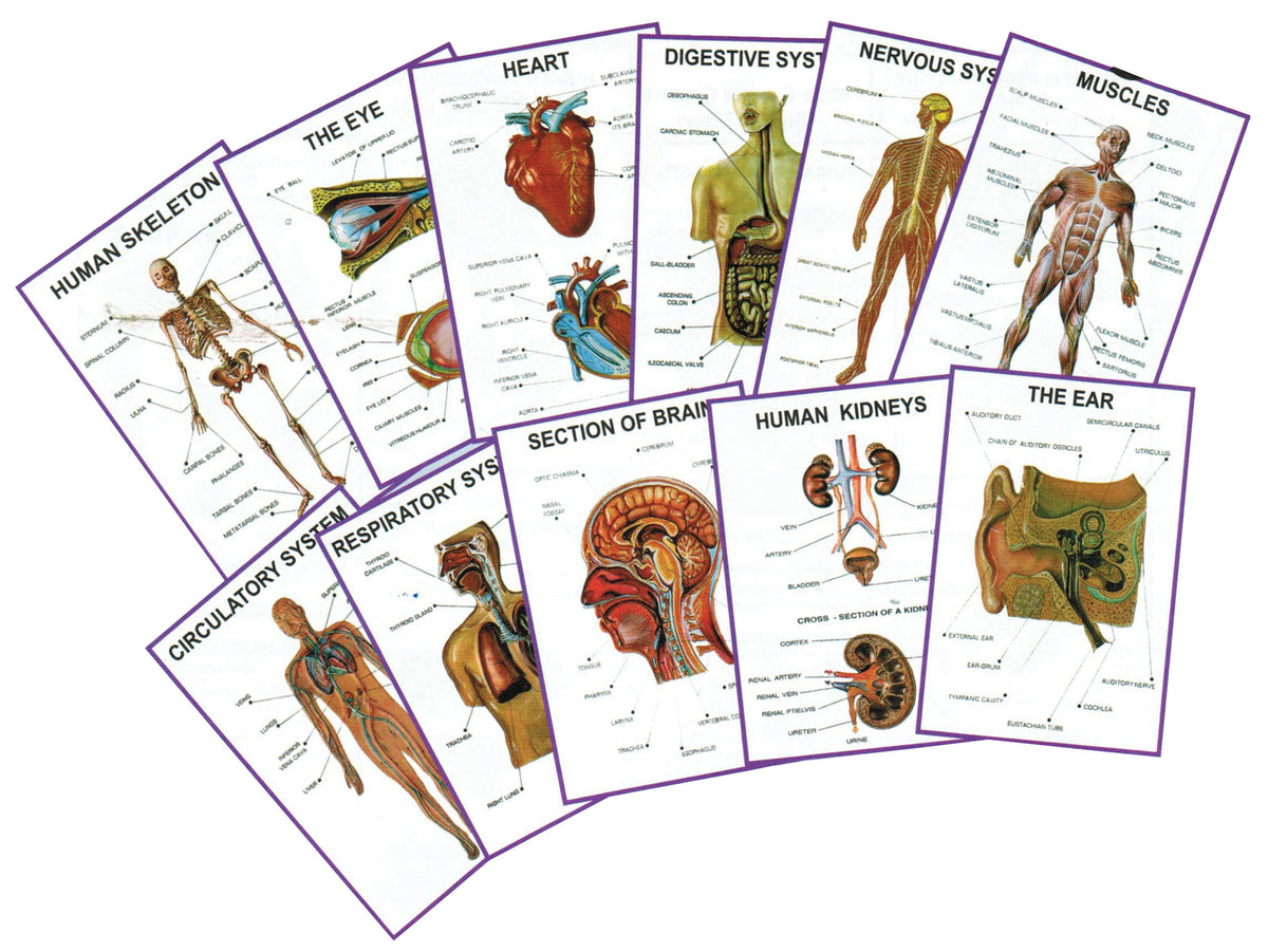 Chart - Human Anatomy — Eisco Labs
