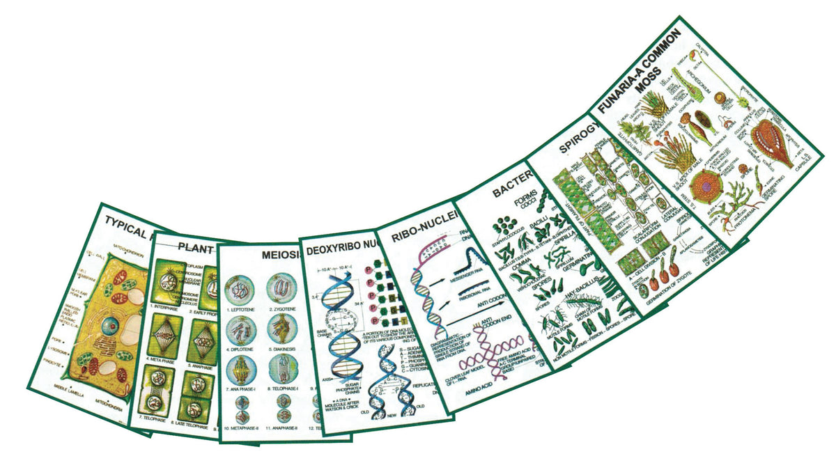 Chart - General Botany -II — Eisco Labs