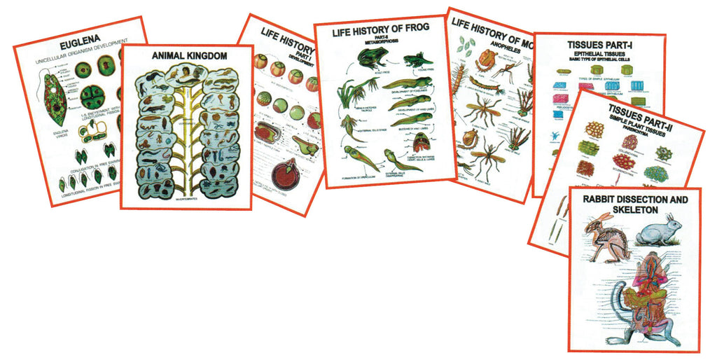 Zoology Charts — Eisco Labs
