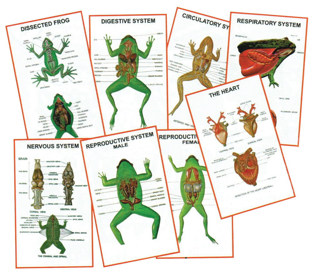 Zoology Charts Eisco Labs