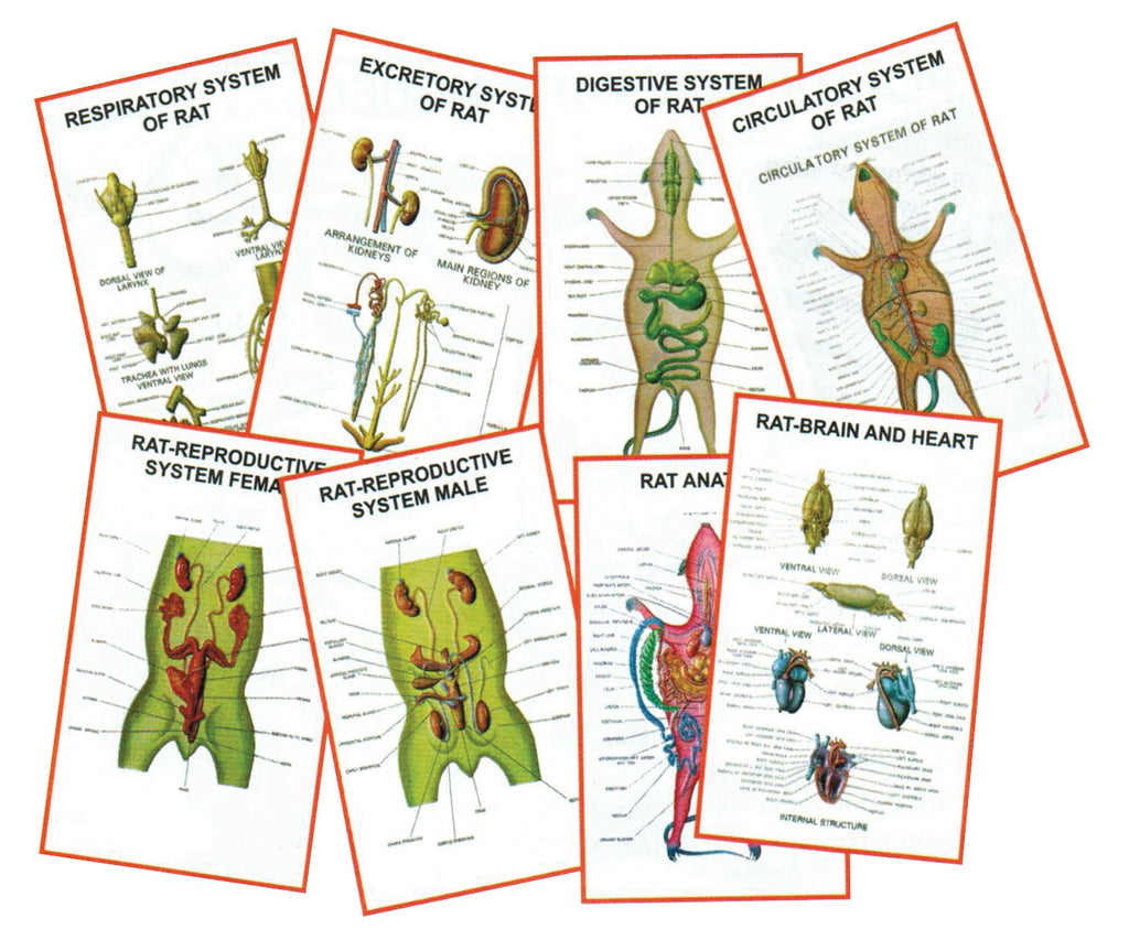 Zoology Charts Eisco Labs