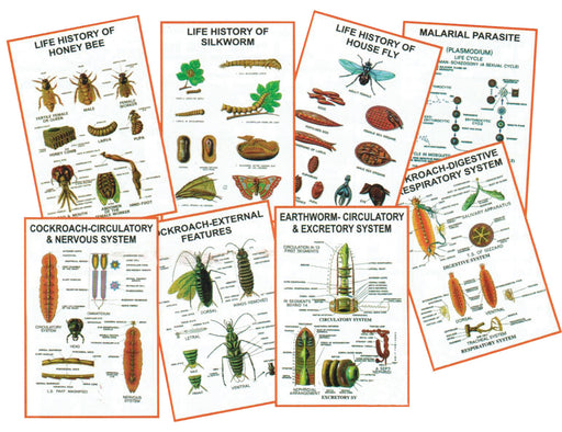 Zoology Charts Eisco Labs