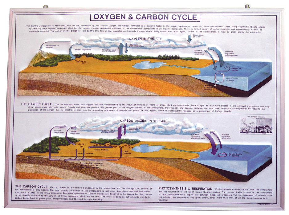 Model Oxygen & Carbon Cycle in Nature