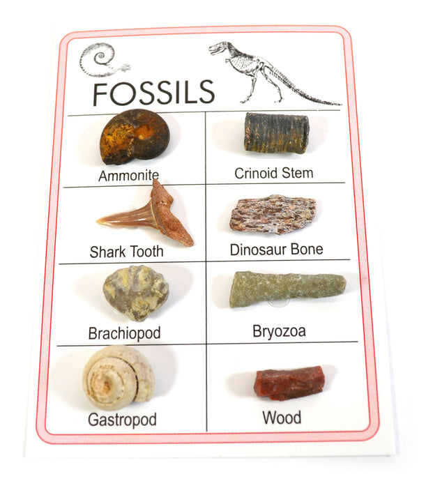 Pocket Reference Fossil Card with 8 Identified Specimens