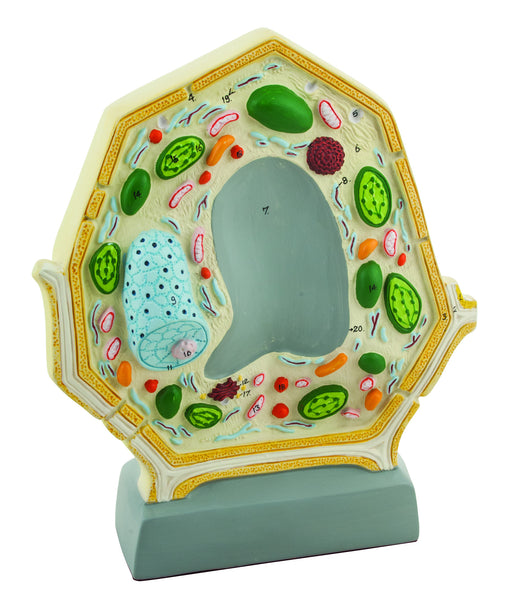 Hand Painted Plant Cell Model 10,000 times Enlarged