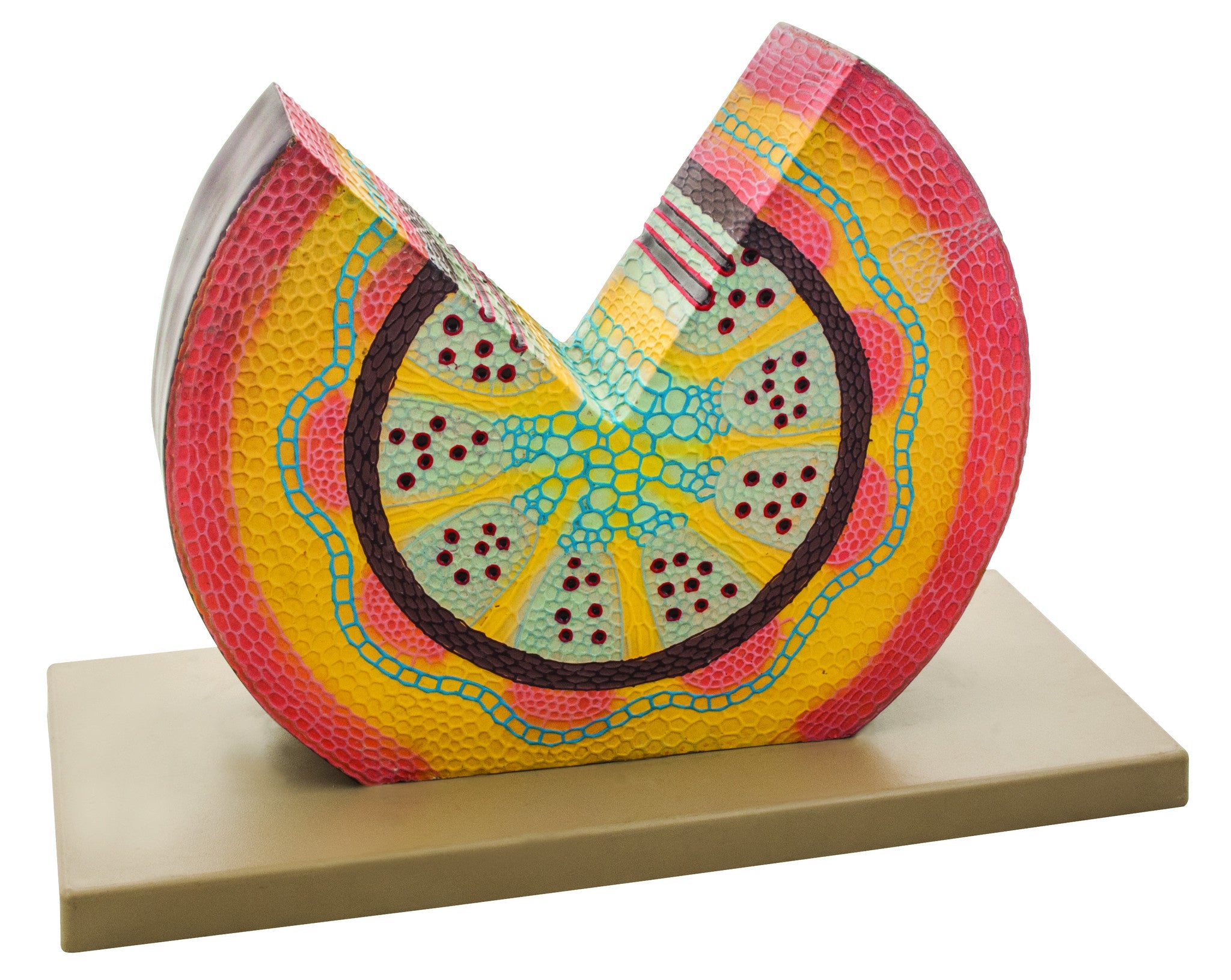 Botany Models — Eisco Labs