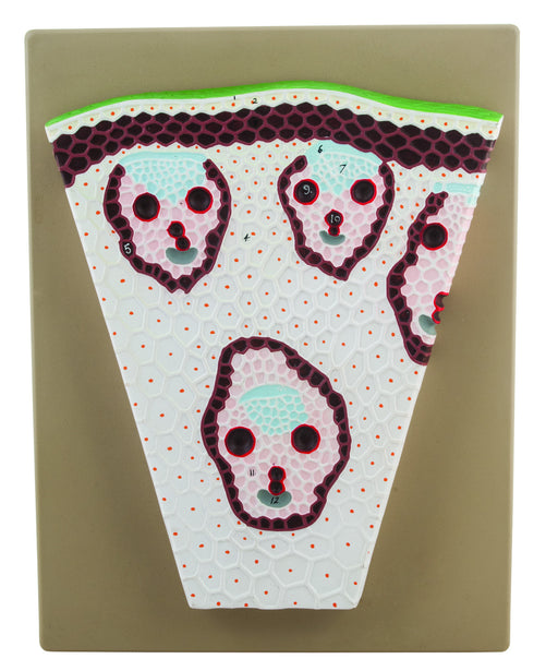 EISCO Monocot Stem Transverse Section Model, Hand Painted