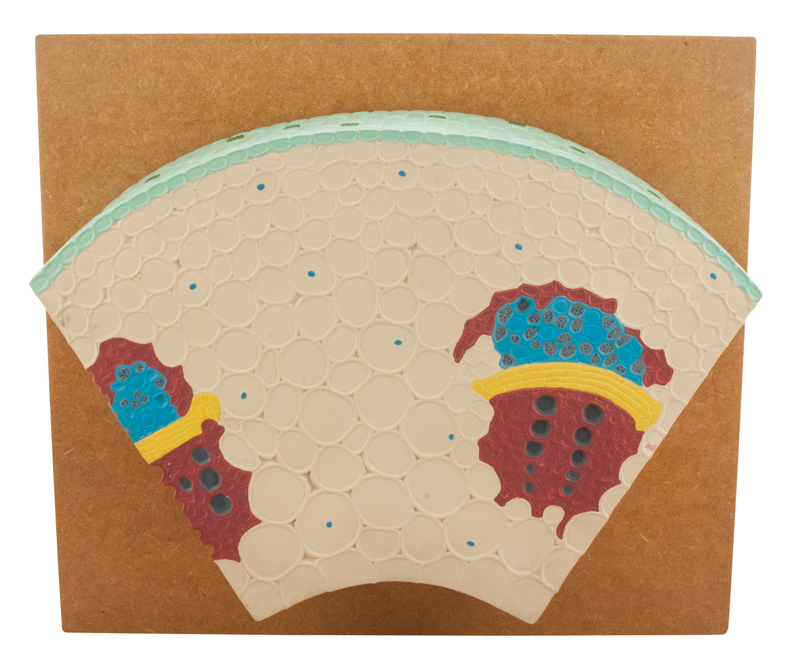 Botany Models — Eisco Labs