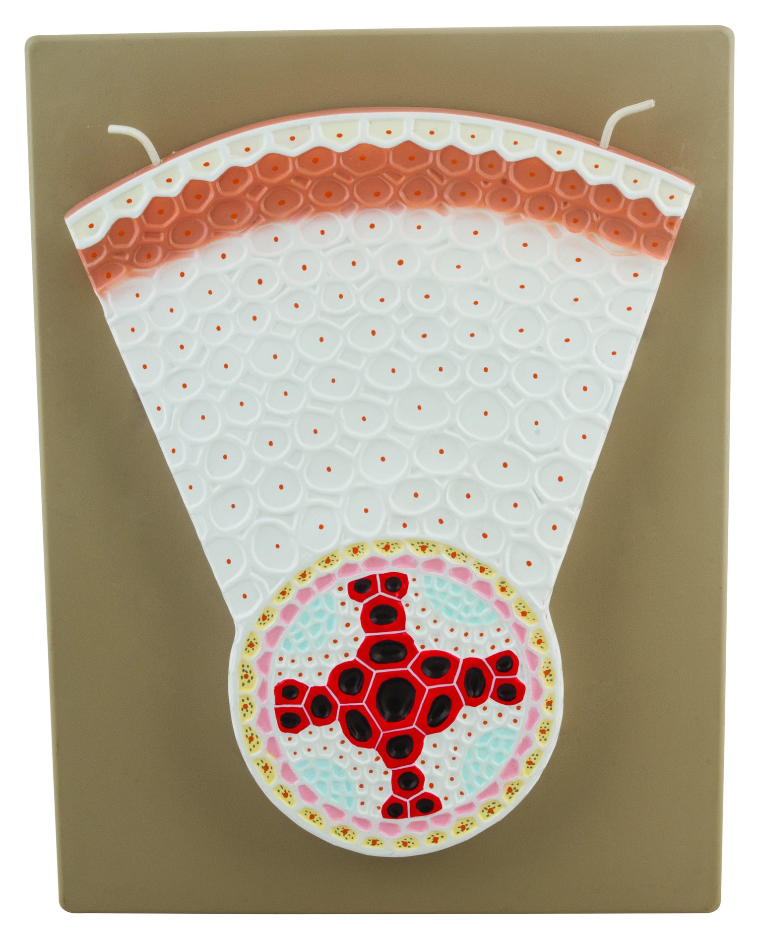 Botany Models — Eisco Labs