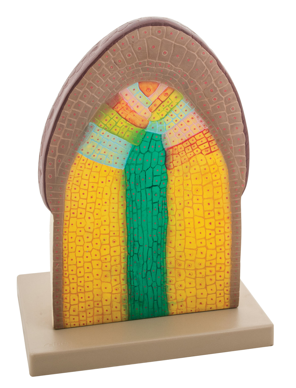 Model Cell Structure of Root Tip — Eisco Labs