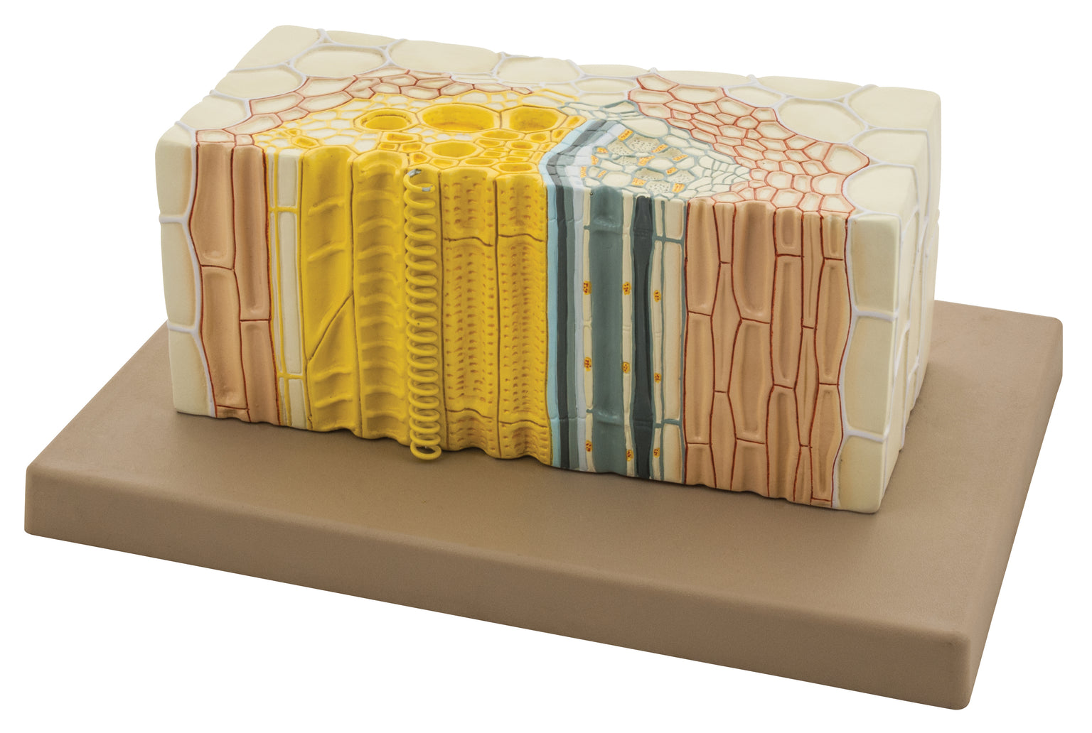 Botany Models — Eisco Labs