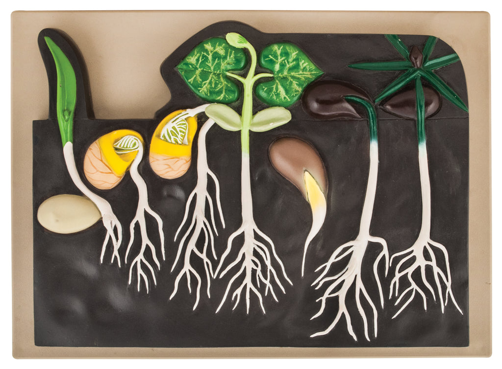 Botany Models — Eisco Labs