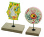 Model Plant and Animal Cell Comparison