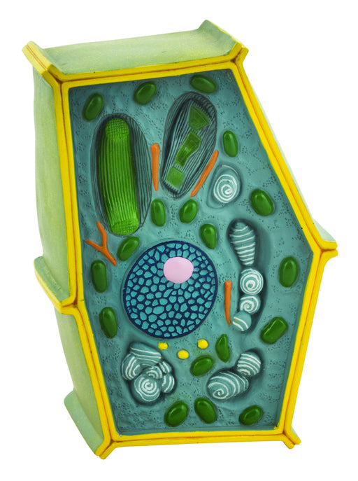 Model Plant Cell