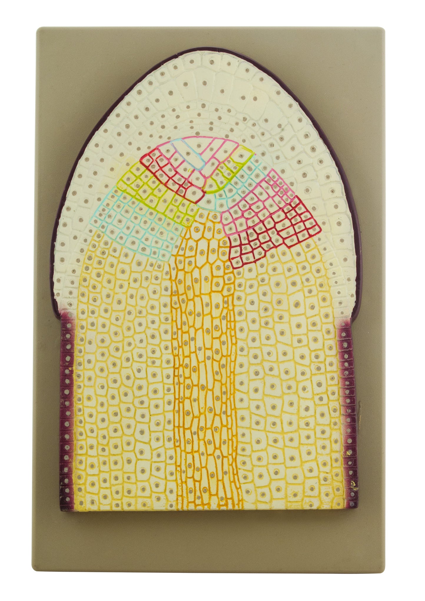 Botany Models — Eisco Labs