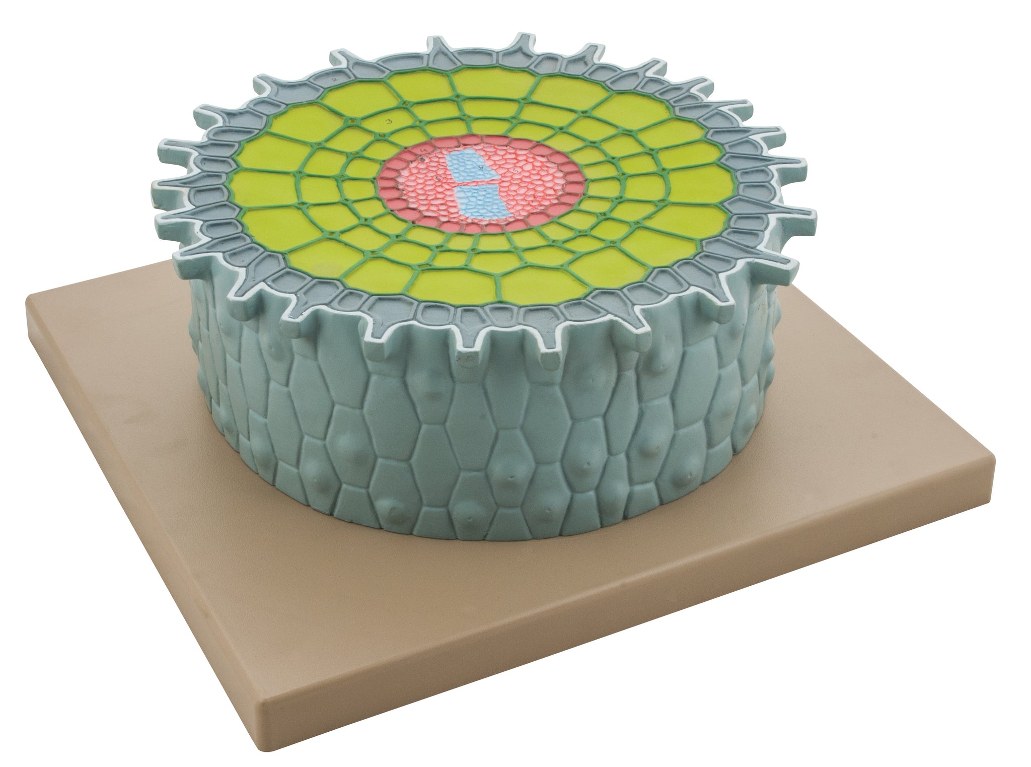 Botany Models — Eisco Labs