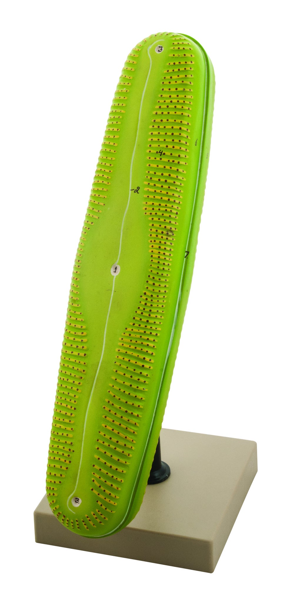 Botany Models — Eisco Labs