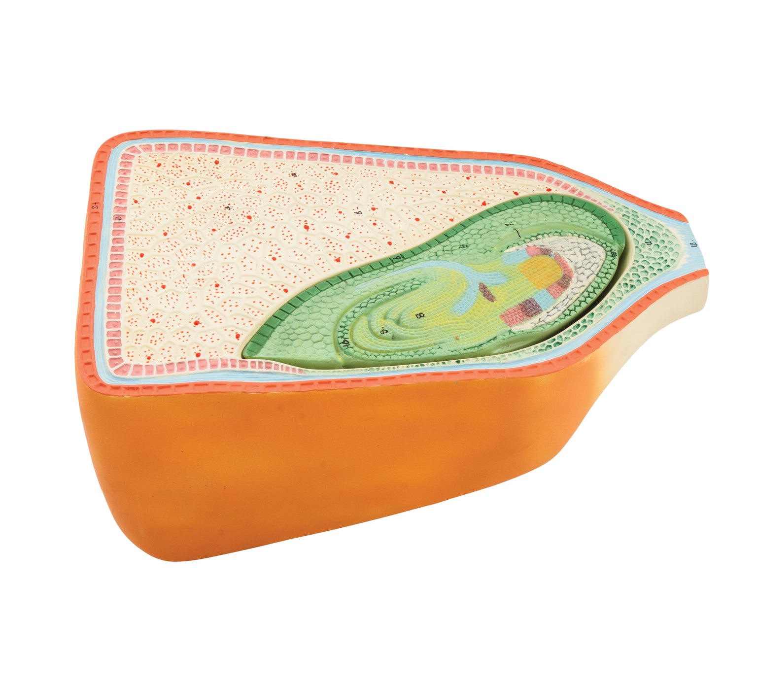 Botany Models — Eisco Labs