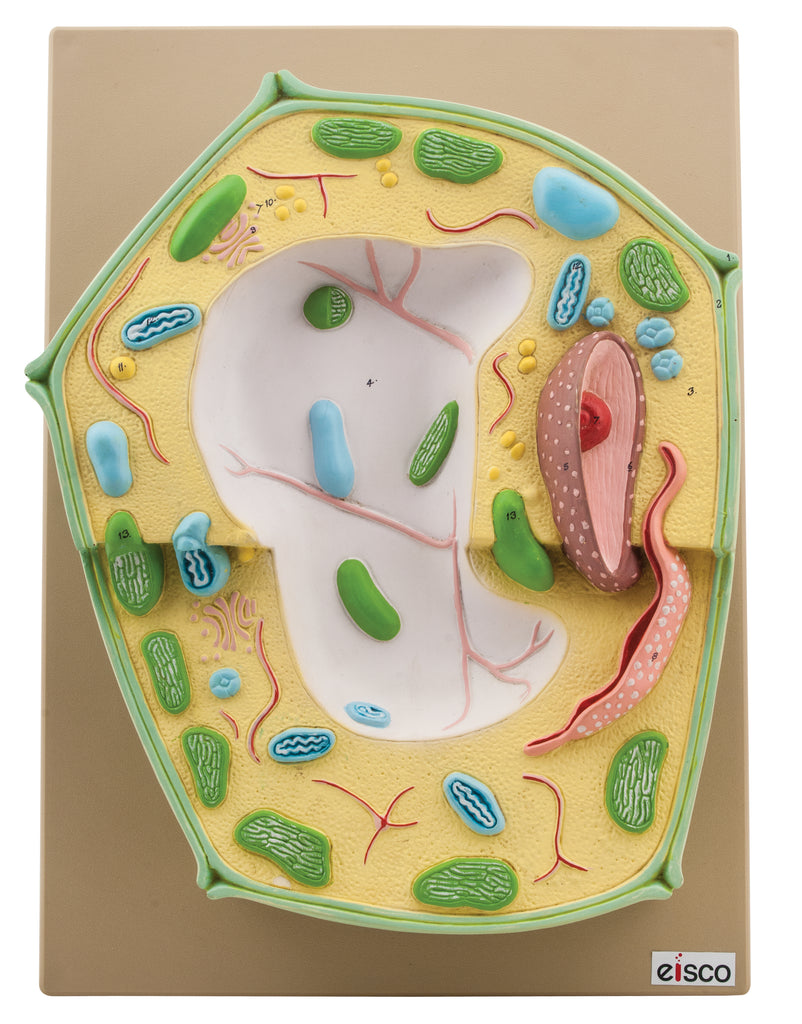 Plant Cell — Eisco Labs