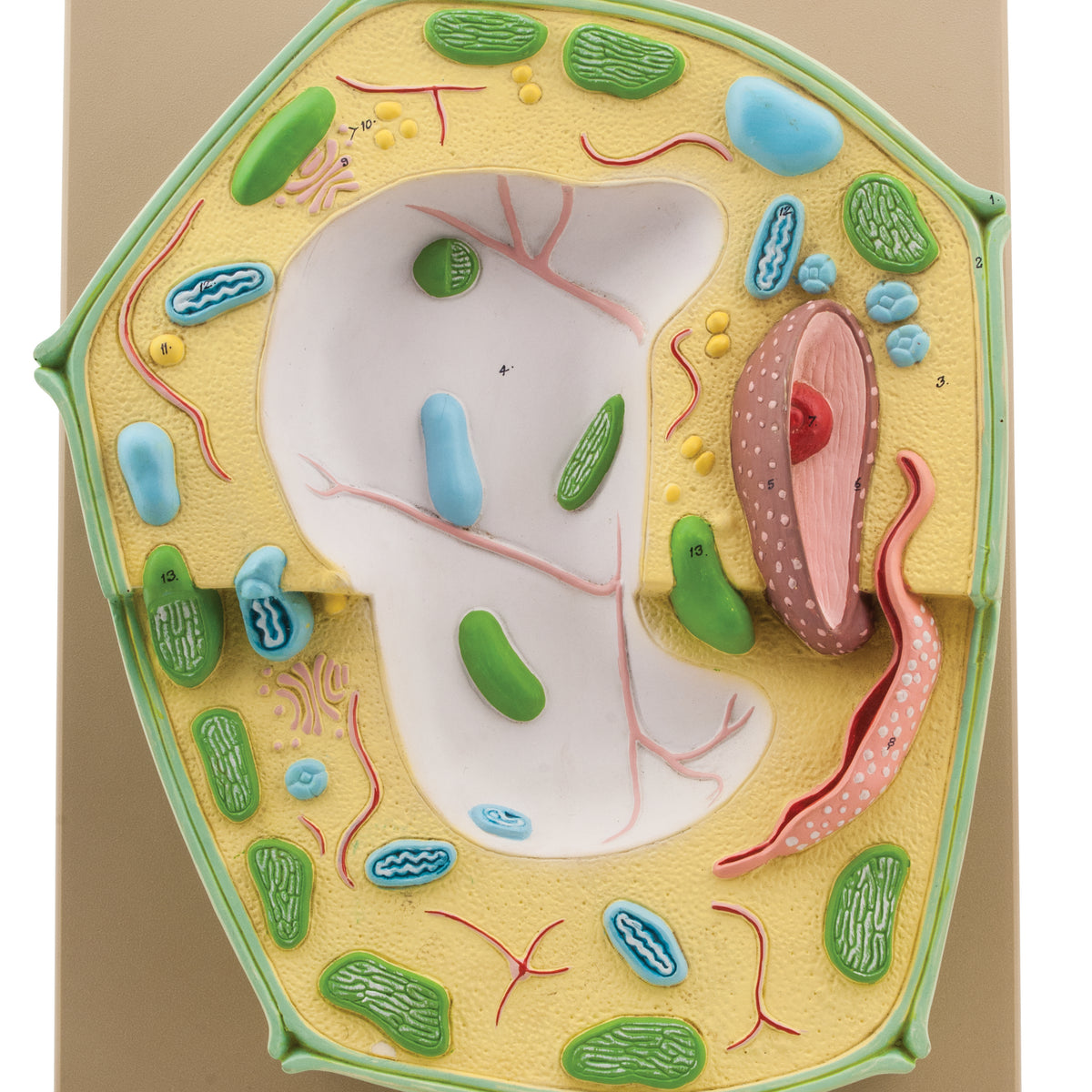 Plant Cell — Eisco Labs