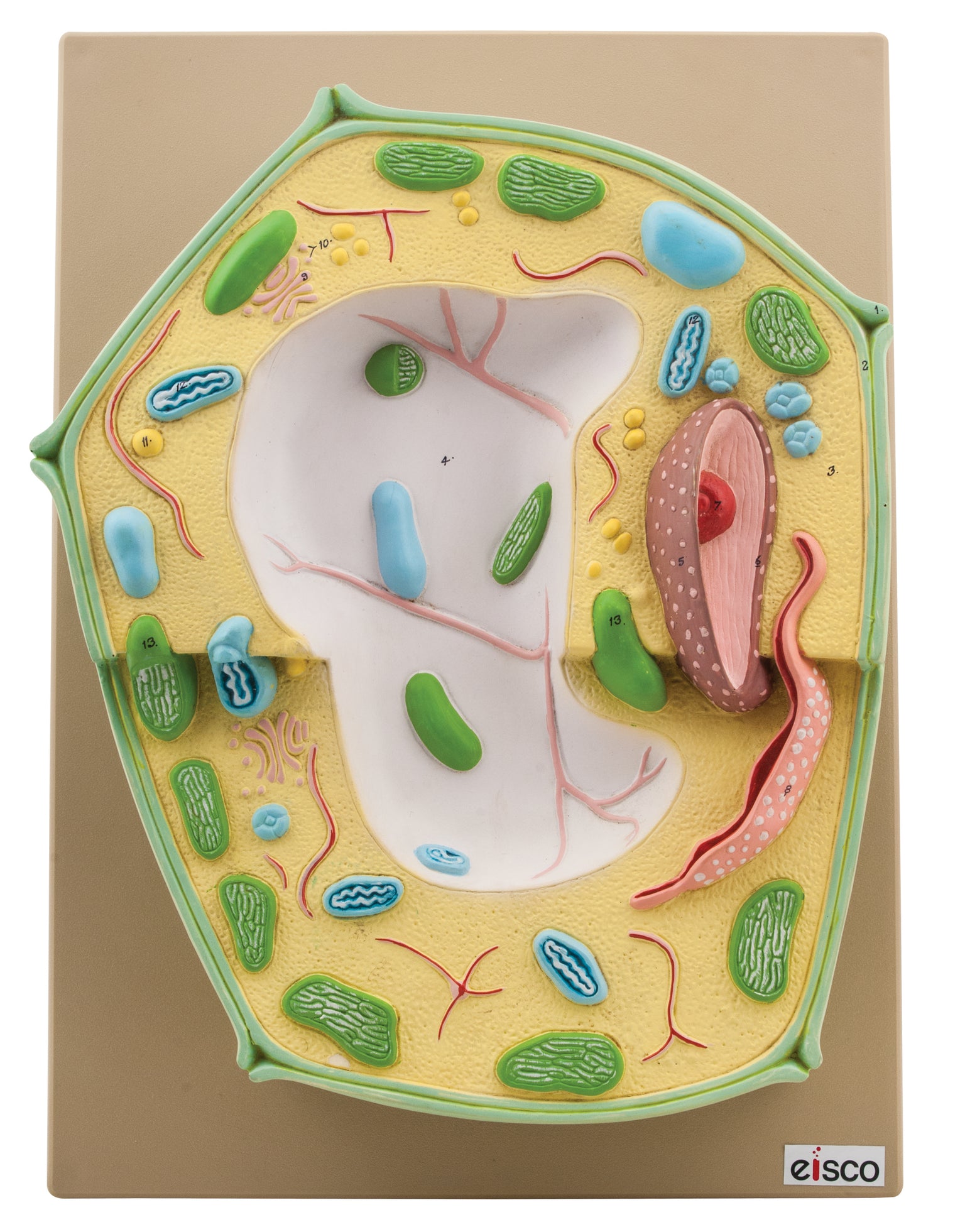 Botany Models — Page 2 — Eisco Labs