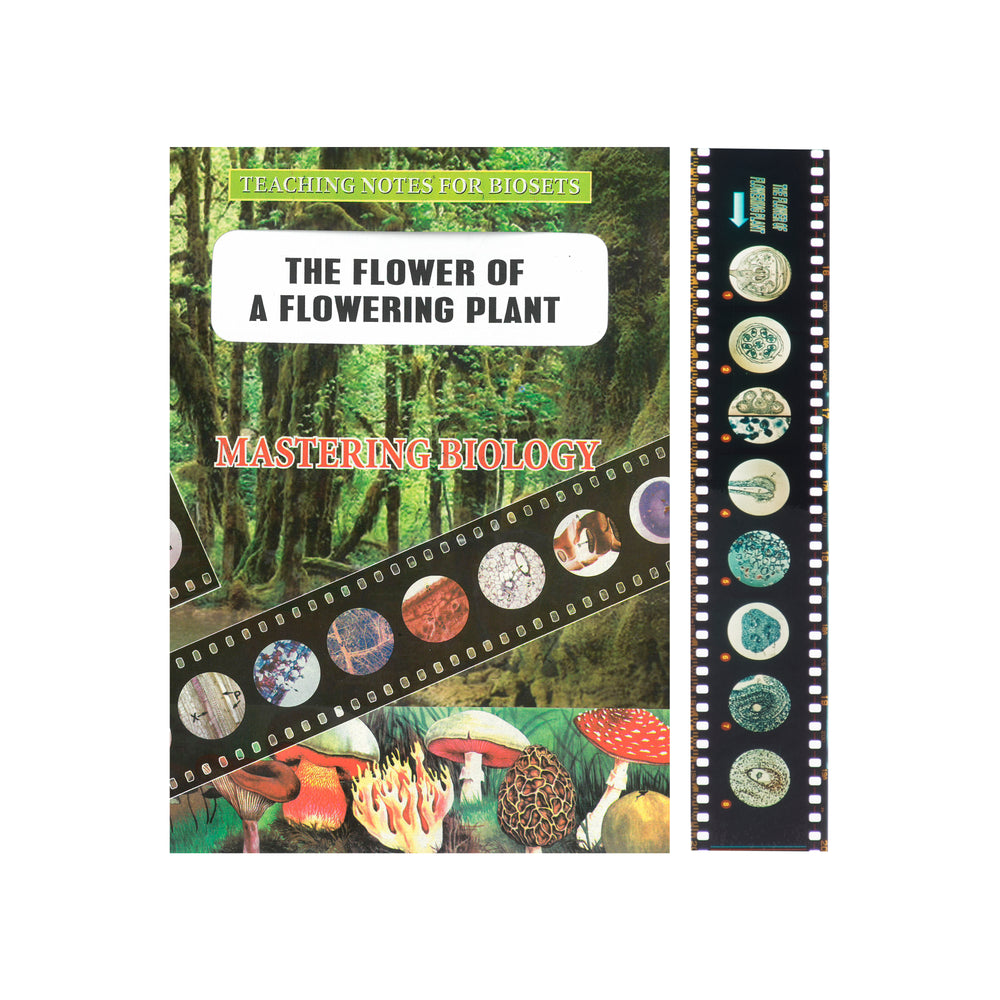 Bio Viewer Set - Plants & Fungi - The flower of a flowering plant