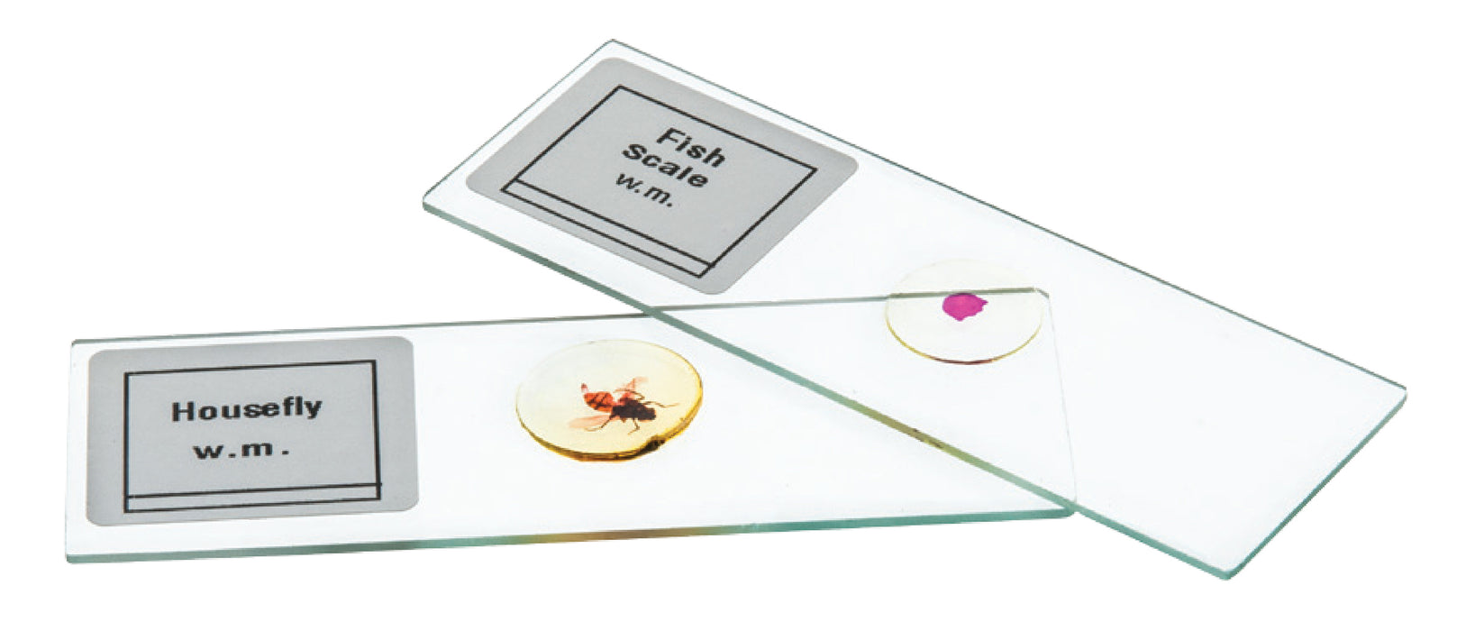 Pine Life History Composite - Prepared Microscope Slide - 75 X 25mm