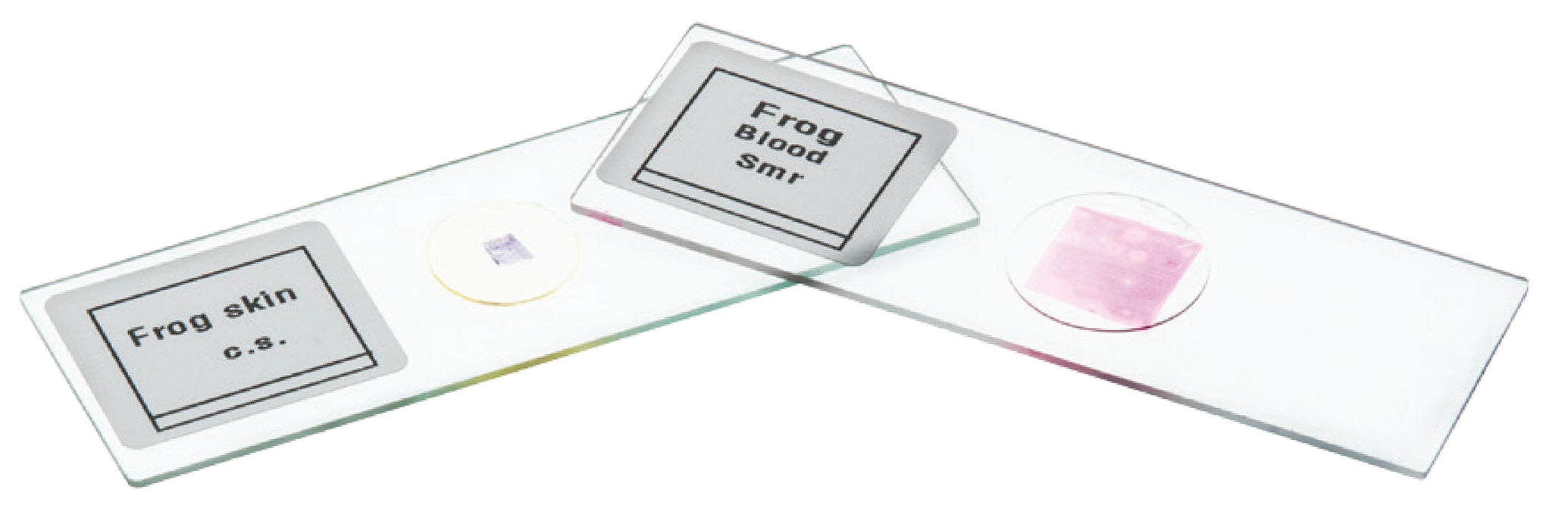 Microscope Slide Set - Basic Biology