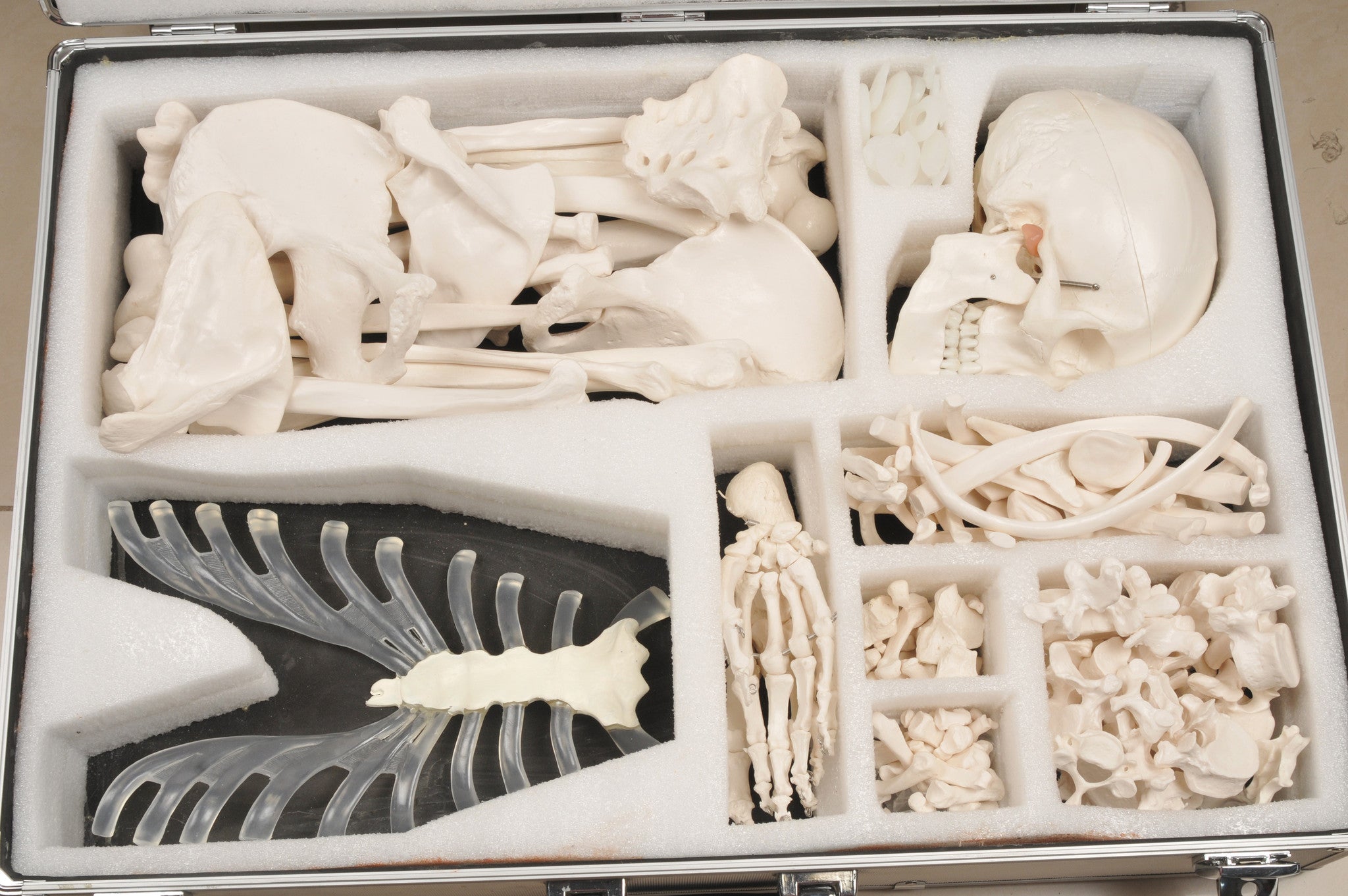Real Bone Set Human Anatomy — Eisco Labs