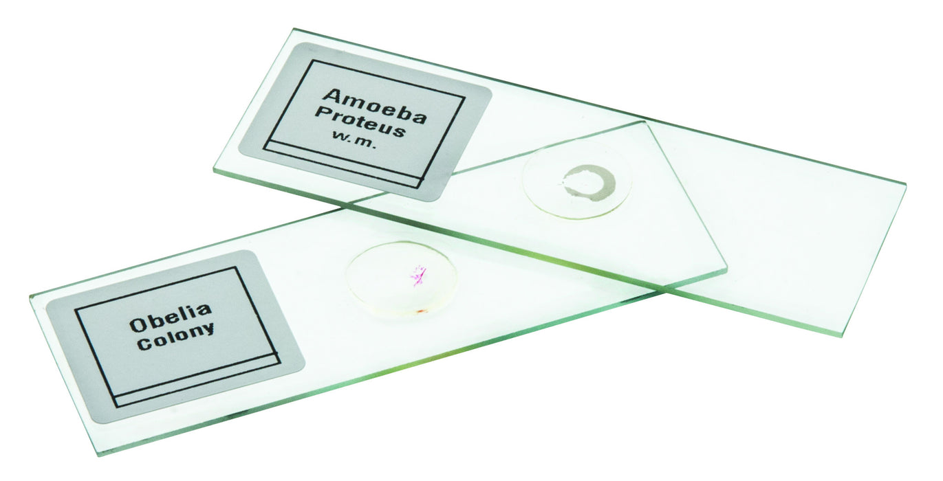 Microscope Slide Set Introductory Set No. III, Set of 25