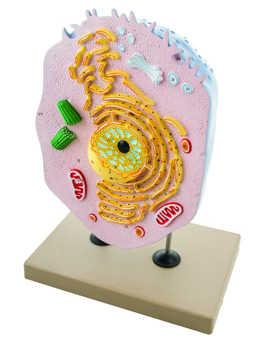 EISCO Animal Cell Model, Hand Painted