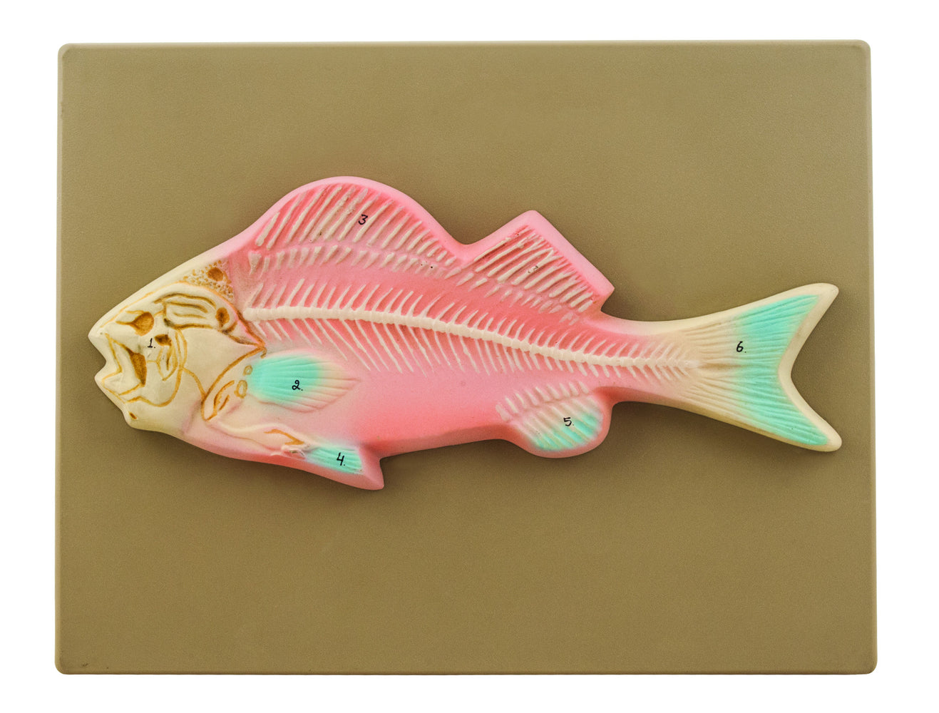 Model Fish Skeleton