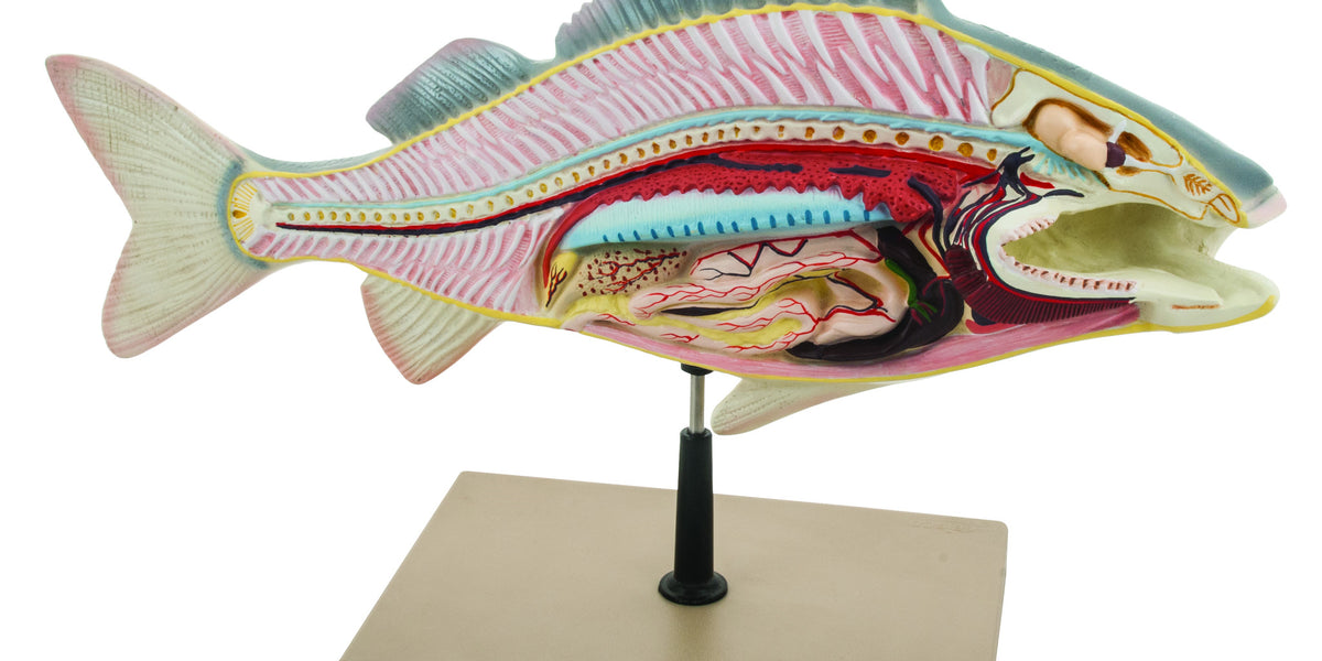 Eisco Labs Fish Dissection Model (Perch); fish 19.5 inches long