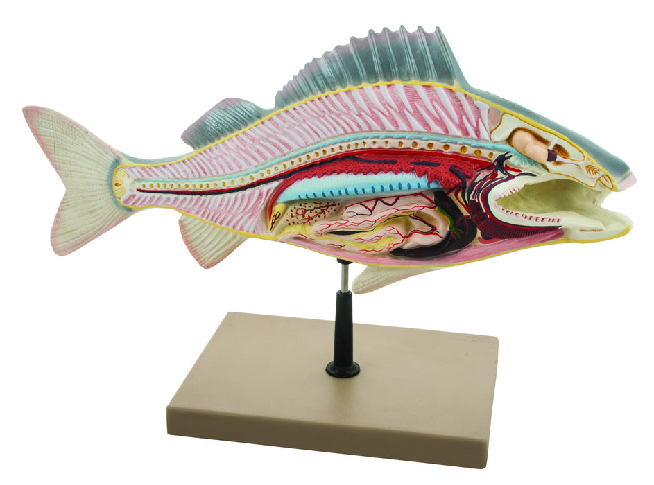 Model Fish Dissection - Perch Big